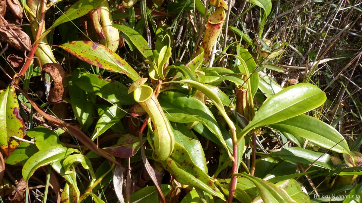 Nepenthes distillatoria L.